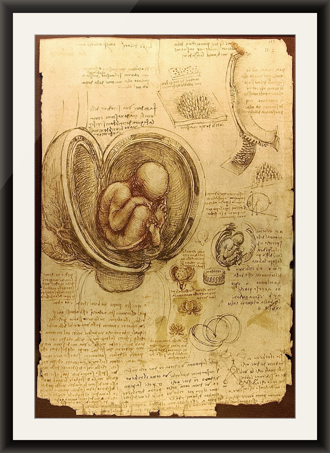 Anatomical Study