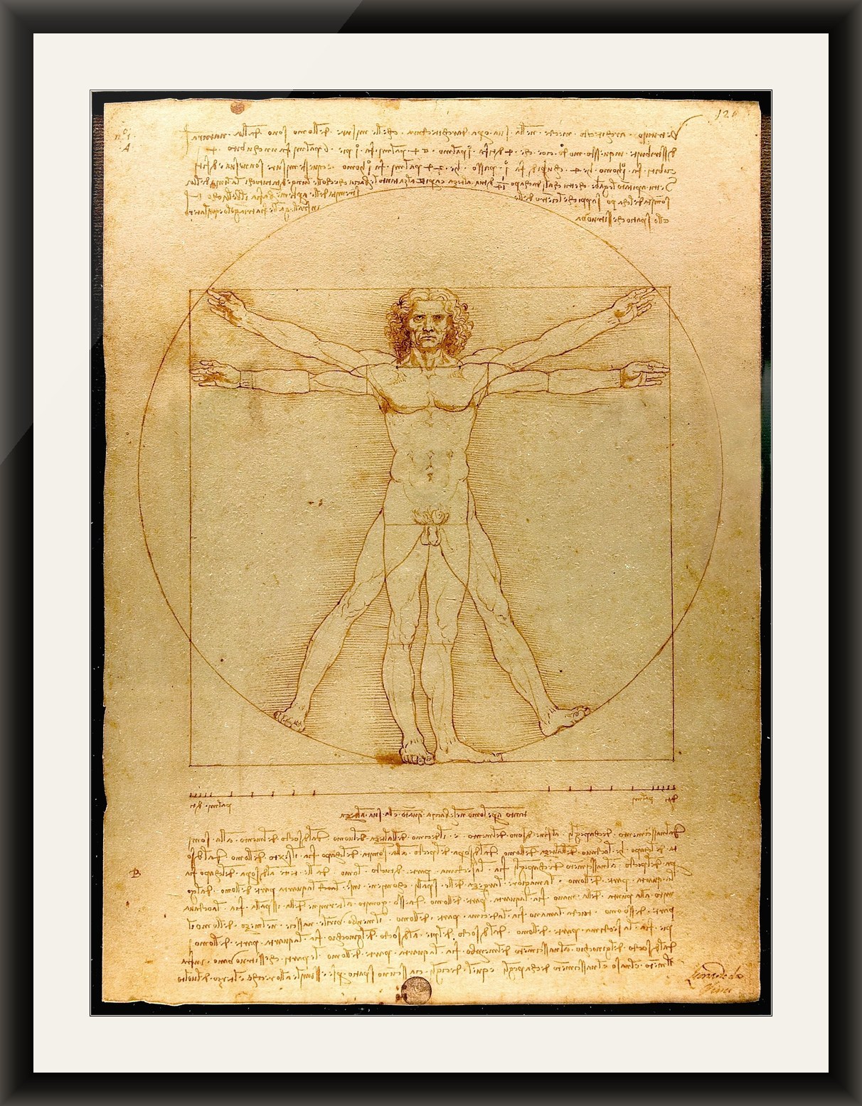 Vitruvian Man